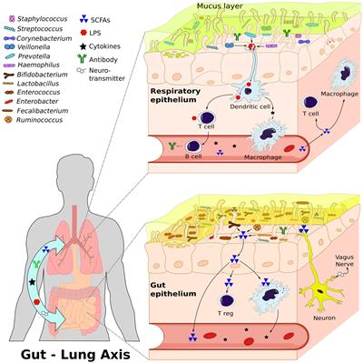 Winds of change a tale of: asthma and microbiome